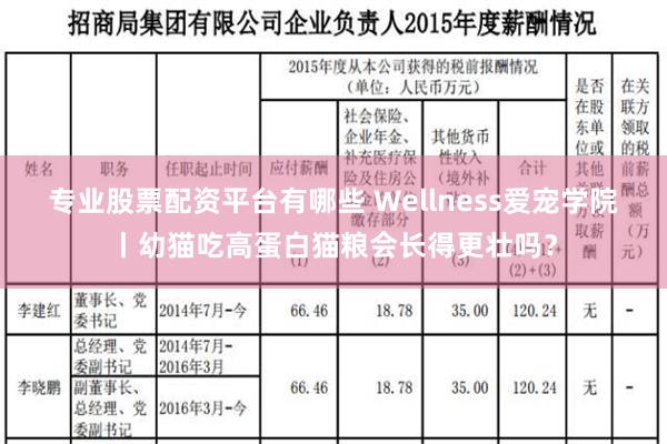 专业股票配资平台有哪些 Wellness爱宠学院丨幼猫吃高蛋白猫粮会长得更壮吗？